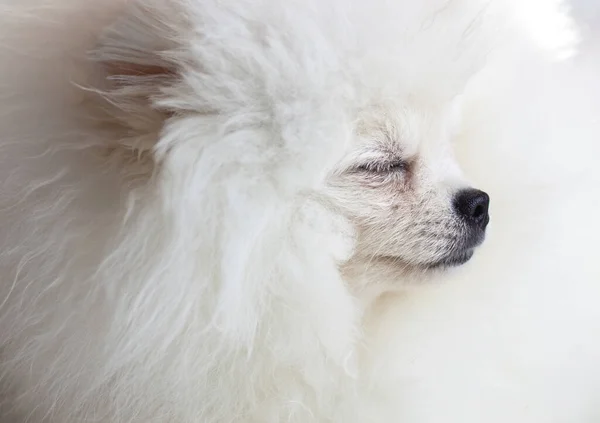 Bocal de um cão um cachorro Pomeranian branco olha de perto para os olhos laterais fechados belo cabelo branco — Fotografia de Stock