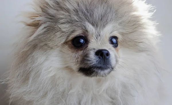 Muso di un cane un cucciolo grigio Pomerania da vicino su uno sfondo rosa brillante distoglie lo sguardo bei capelli sembra un lupo — Foto Stock