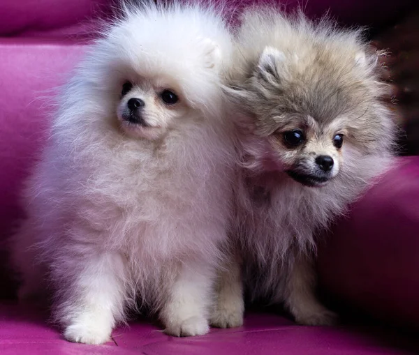 İki Pomeranya köpeği beyaz ve gri parlak pembe bir kanepede oturuyorlar.