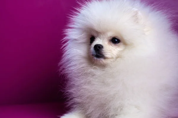 Schnauze eines Hundes ein weißer Pommernwelpe aus nächster Nähe auf leuchtend rosa Hintergrund sieht weg schöne weiße Haare — Stockfoto