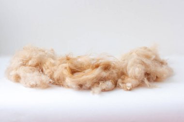 Beyaz yüzeyde bir köpek tüyü yığını uzanıyor.