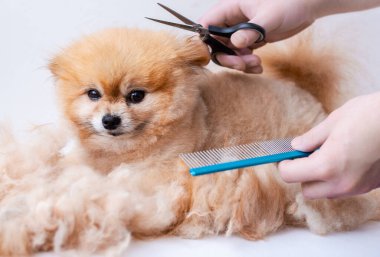 Saç kesimi Pomeranian, makas ve tarak tutan yün ellerin etrafını sarar.