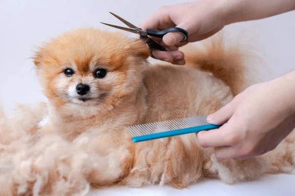 Corte de cabelo Pomeranian fechar em torno de um monte de mãos de lã segurando tesoura e um pente Pomeranian pinned orelhas — Fotografia de Stock