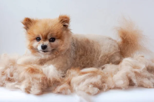 Kırpılmış yün yığını içinde küçük bir Pomeranya 'lı yatıyor ve kulaklarını köpek tımarına kaldırıyor.