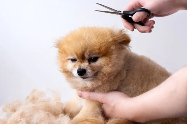 O pequeno Pomeranian apertou as mãos segurando tesoura sobre o cão e cortando-o — Fotografia de Stock