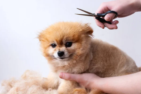Um pequeno Pomeranian senta-se e espera por suas mãos de corte de cabelo segurar tesoura sobre o cão e cortá-lo — Fotografia de Stock