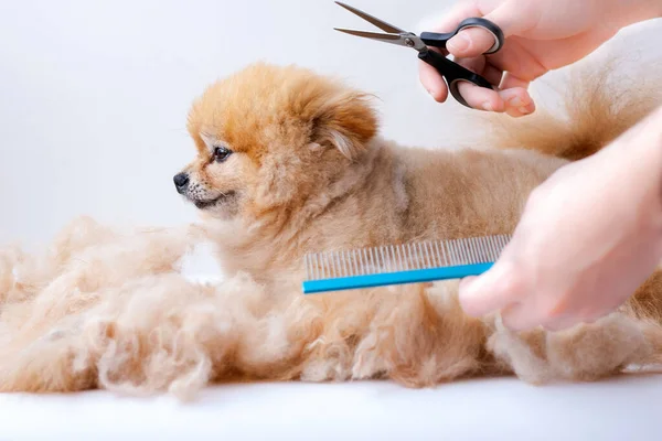 As mãos cortam-se e penteam-se com um pente azul um pequeno Pomeranian que olha longe há muita lã em volta — Fotografia de Stock