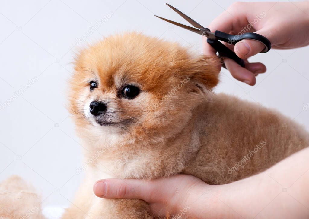 Hands shearing a small Pomeranian who looks at the camera