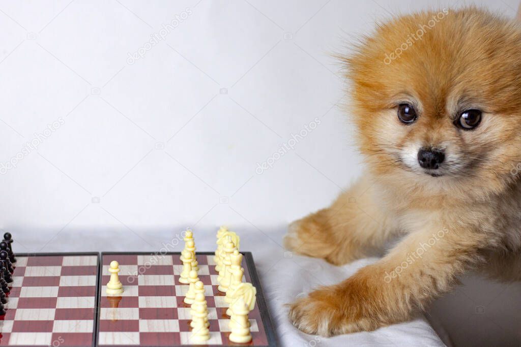 Pomeranian cute dog sits near a chessboard with white pieces and looks at the camera