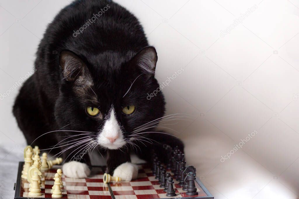A large impudent black cat sits on a chessboard among the scattered pieces has knocked down a pawn