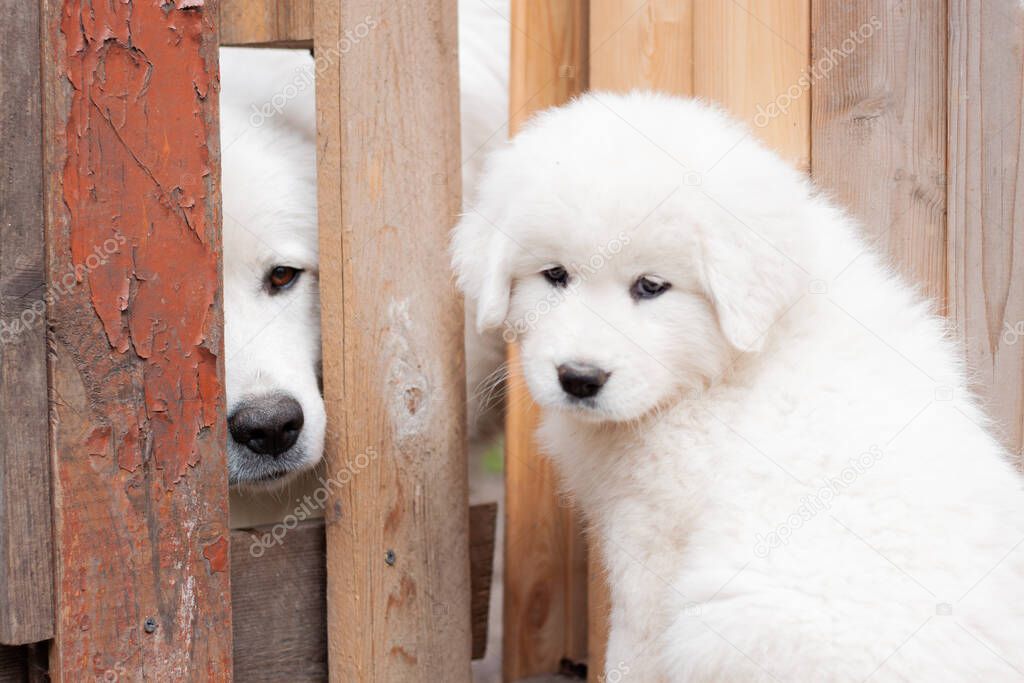 a month old Maremma puppy sits near a wooden fence behind which its mother can be seen.