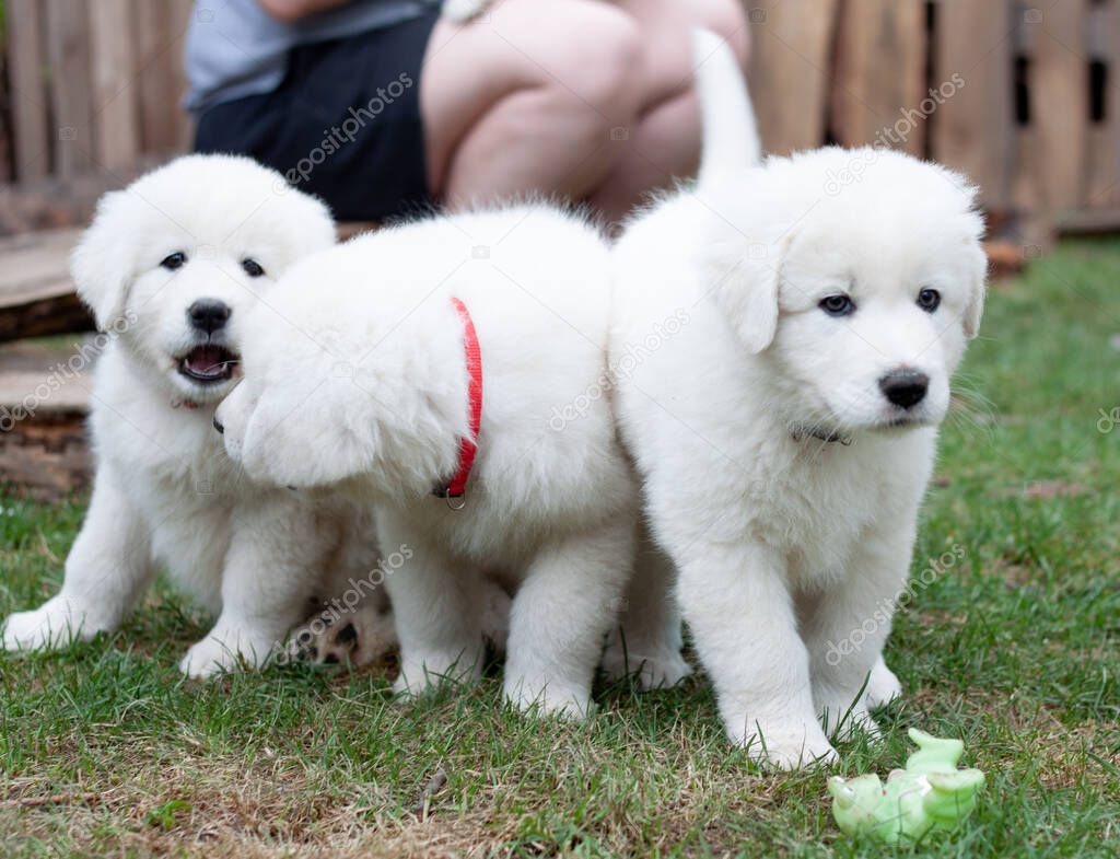Three white Maremma puppies walk and play on the green grass