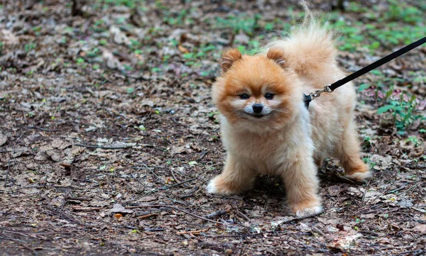 Pomeranian mini teddy bear red color walks on a leash stands still and looks at the camera.