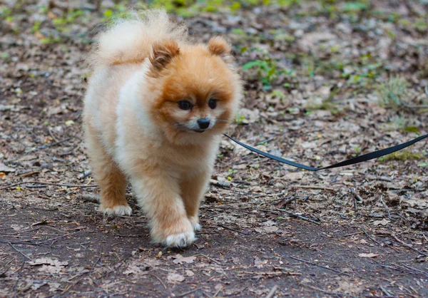 Pomeranian mini teddy bear red color walks on a leash goes along the path.