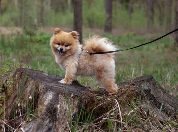 Pomerániai Mini Mackó Piros Szín Áll Egy Csonk Erdőben Oldalra — Stock Fotó