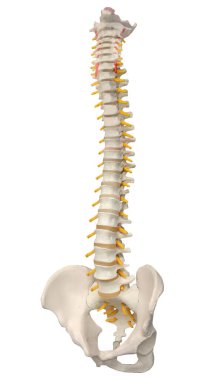 İskelet insan omurgası ve omurgası veya omurgalar arası diskler. İnsan Omurga Anatomisi.