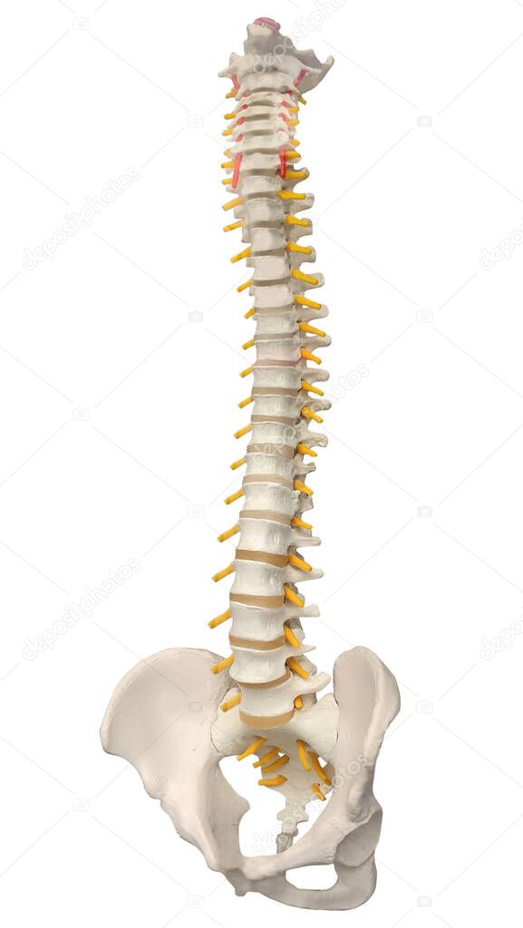 Skeletal human spine and vertebral column or intervertebral discs. Human Spine Anatomy.