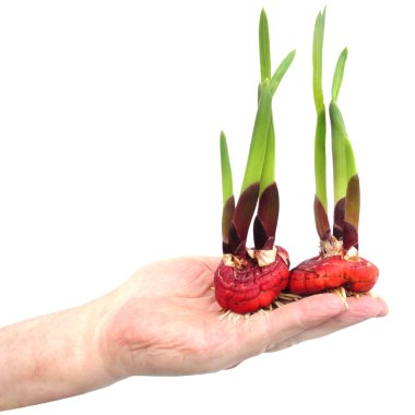 Beyaz arka planda izole edilmiş gladiolus çiçeği soğanları. Tarım, bahçıvanlık. Bitkiyi toprağa ekmek için hazırlıyorum. Bizans Gladiolus soğanları. Gladiolus by zantinus.