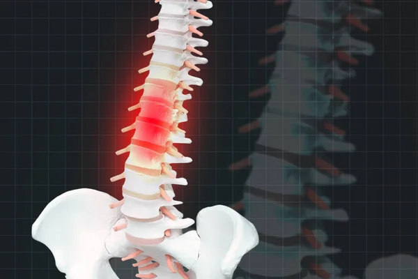Anatomía de la columna humana. Columna vertebral y columna vertebral humana esquelética o —  Fotos de Stock