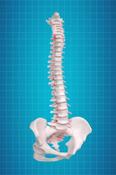 Ανθρώπινη Ανατομία Σπονδυλικής. Σκελετική ανθρώπινη σπονδυλική στήλη και σπονδυλική στήλη o — Φωτογραφία Αρχείου