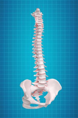 İnsan omurga anatomisi. İskelet insan omurgası ve omurga o