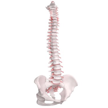 İnsan omurga anatomisi. İskelet insan omurgası ve omurga o