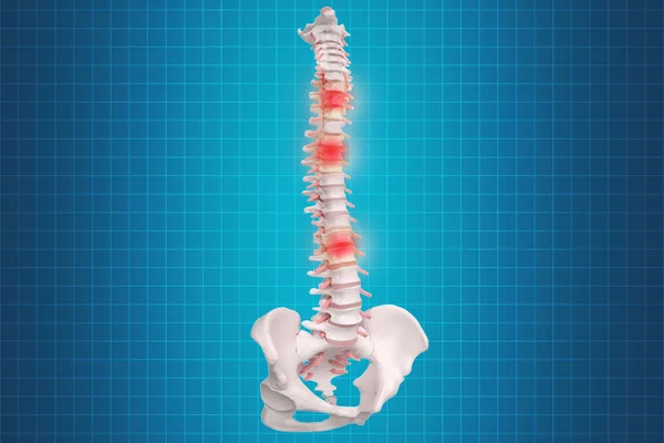 Anatomía de la columna humana. Columna vertebral y columna vertebral humana esquelética o —  Fotos de Stock