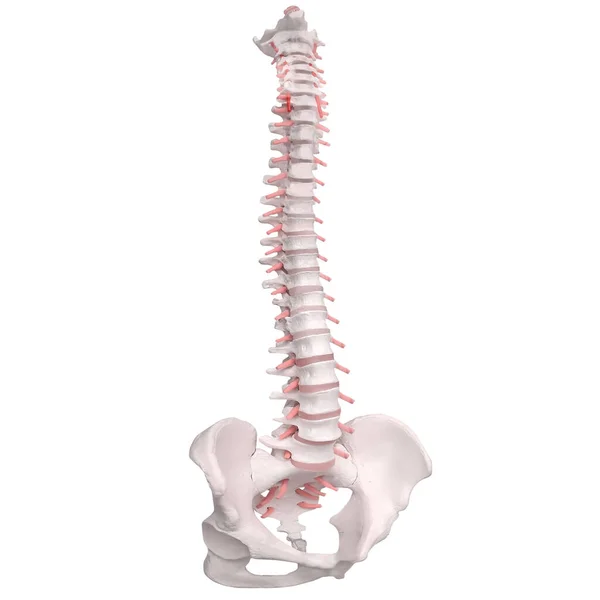 Anatomía de la columna humana. Columna vertebral y columna vertebral humana esquelética o —  Fotos de Stock