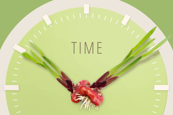 Луковицы гладиолуса цветы изолированы на белом фоне. Мбаппе
