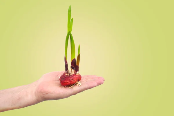 Gladiolenblütenzwiebeln Landwirtschaft Gartenbau Vorbereitung Der Pflanze Auf Die Pflanzung Der — Stockfoto
