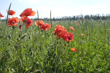 Yaz gelincik tarlaları çok sıcak.