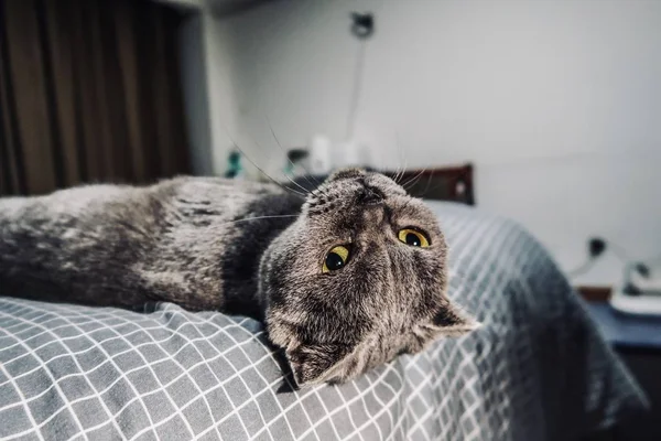 Gray Cat Bed — Stock Photo, Image