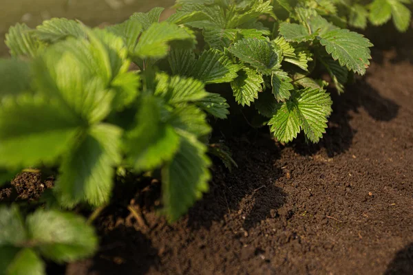 Jonge aardbei zaailingen in een lente tuin — Stockfoto