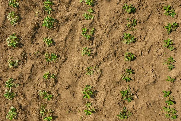 Jonge aardbei zaailingen in een lente tuin — Stockfoto