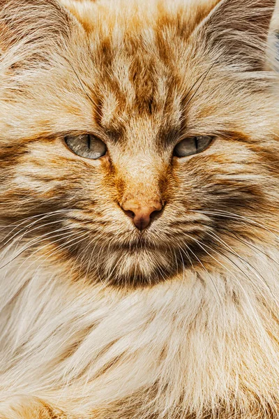 ふわふわ眠そうな赤い猫のクローズアップポートレート — ストック写真