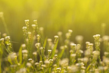 Ormanda, akşam güneşinde küçük beyaz çiçekler yetişir.