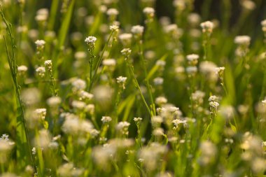 Ormanda, akşam güneşinde küçük beyaz çiçekler yetişir.