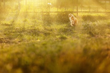 Yumuşak kırmızı kedi, yaz akşamı güneşinin altında yeşil çimlerin üzerinde oturur.