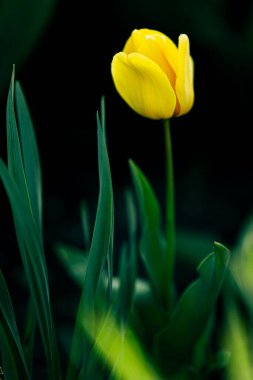 Yalnız sarı lale, yeşil bir bahçede yetişir.