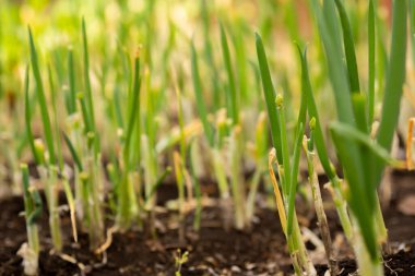Pırasa bahçedeki bir baharda, parlak güneşin altında yetişir.