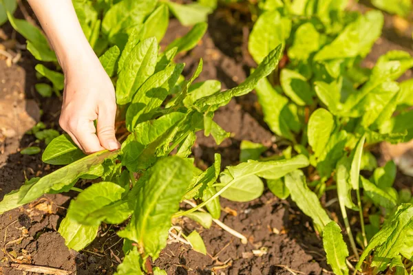 Verse en gezonde sla groeit in de tuin — Stockfoto