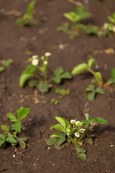 Aardbeienstruiken Bloeien Een Tuinbed Een Lentetuin Onder Felle Zon — Stockfoto