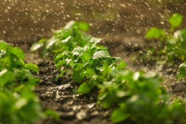 Bahar bahçesinde yetişen genç bir turpun yapraklarına bir damla su düşer.