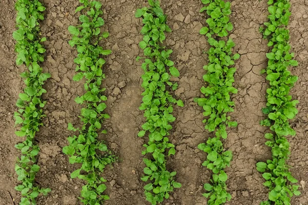 Groene Verse Sla Bedden Lentetuin — Stockfoto