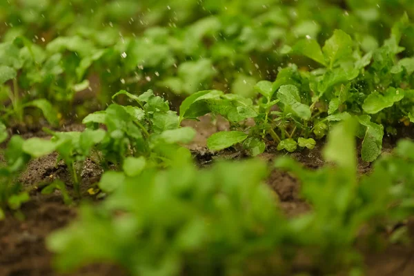 Jonge Radijs Groeit Bedden Een Lentetuin — Stockfoto