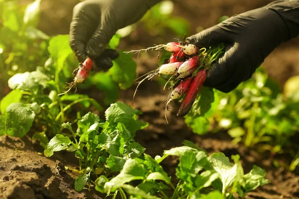 Vrouwelijke Handen Zwarte Handschoenen Plukken Een Rijp Roze Radijs Uit — Stockfoto