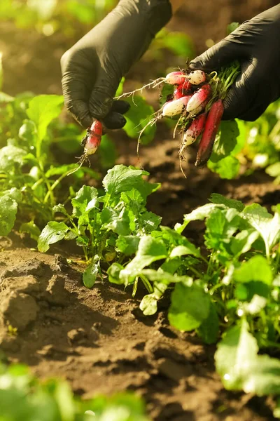 Vrouwelijke Handen Zwarte Handschoenen Plukken Een Rijp Roze Radijs Uit — Stockfoto