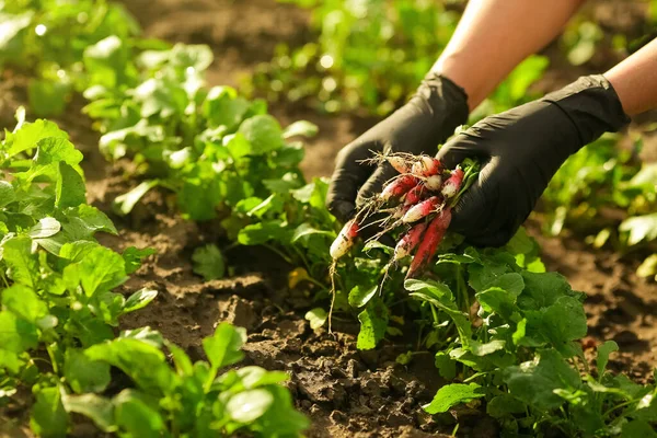 Vrouwelijke Handen Zwarte Handschoenen Plukken Een Rijp Roze Radijs Uit — Stockfoto