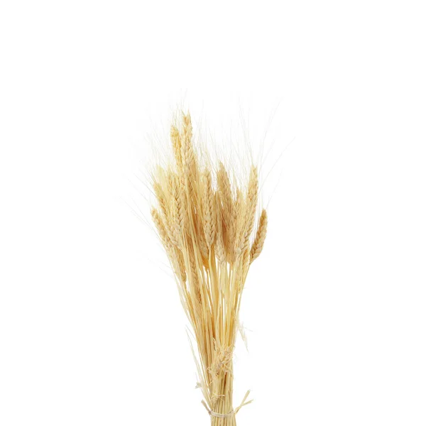 Пшеничні Вуха Ізольовані Білому Тлі — стокове фото