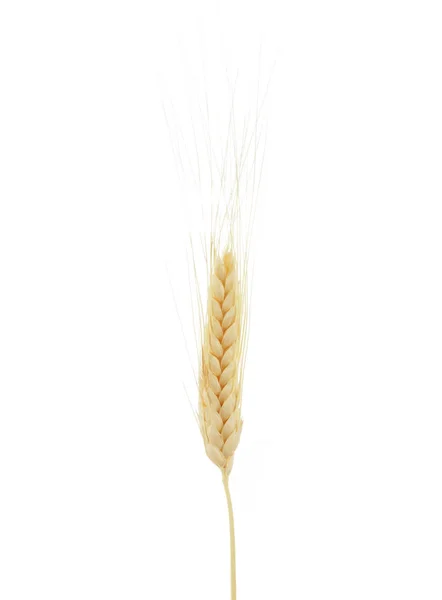 Wheat Ears Isolated White Background — Stock Photo, Image